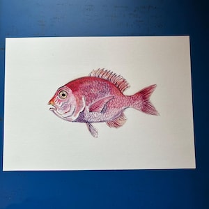 Printed print, watercolor print, beach decor, room decor, fish, pink fish, sea, ocean, marine decor