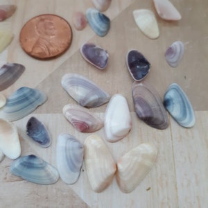 About forty very small sea shells of various colors for decorating or for your miniature projects.