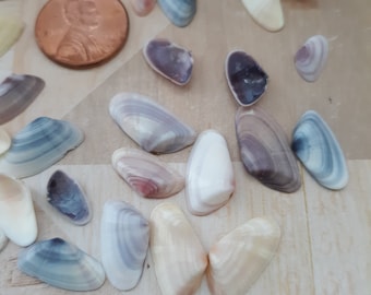 Mini Coquina Shells, Tiny Beach Decor Shells - Set of 40