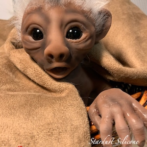 Lancelot the Capuchin Monkey