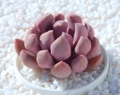 Live Succulents Plant Rare Echeveria Topsy Debbi Echeveria Cupid Succulent Live Indoor Plant Exotic Succulent Premium Beautiful Succulent