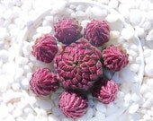Live Succulents Plant Rare Succulent jovibarba hirtaxestang Live Indoor Plant Exotic Succulent Premium Beautiful Succulent