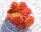 Live Succulents Plant RareSedum Spiral Staircase Succulent Live Indoor Plant Exotic Succulent Premium Beautiful Sedum Succulent