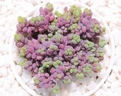 Live Succulents Plant Rare Sedum dasyphyllum Lilac Mound Succulent Live Indoor Plant Exotic Succulent Premium Beautiful Sedum Succulent