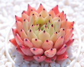 Live Succulents Plant Rare Echeveria cuspidata var. zaragozae Succulent Live Indoor Plant Exotic Succulent Premium Beautiful Succulent