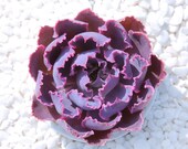 Live Succulents Plant Rare Echeveria 39 Neon Breaker Succulent Live Indoor Plant Exotic Succulent Premium Beautiful Echeveria Succulent