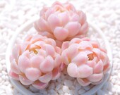 Live Succulent Plant Rare Succulents Live Indoor Plant Exotic Succulent Premium Beautiful Succulent Indoor Garden