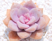 Live Succulents Plant Rare Graptopetalum 39 Purple Delight 39 Succulent Live Indoor Plant Exotic Succulent Premium Beautiful Succulent
