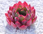 Live Succulents Plant Rare Echeveria Moon Gad varnish Succulent Live Indoor Plant Exotic Succulent Premium Beautiful Echeveria Succulent
