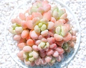 Live Succulents Plant Rare x Graptosedum Succulent Live Indoor Plant Exotic Succulent Premium Beautiful Graptosedum Succulent