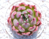 Live Succulents Plant Rare Succulent Indoor Plant Exotic Succulent Premium Beautiful Succulent