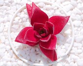 Live Succulents Plant Rare Crassula Momiji Matsuri Succulent Live Indoor Plant Exotic Succulent Premium Beautiful Crassula Succulent