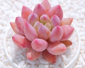 Live Succulent Plant Rare Succulents Pachyphytum 39 Machucae 39 Babyfinger Indoor Plant Exotic Succulent Premium Beautiful BabyFinger Succulent