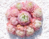 Live Succulents Plant Rare Succulent Echeveria Rasberry Ice Live Indoor Plant Exotic Succulent Premium Beautiful Echeveria Succulent