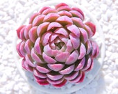 Live Succulents Plant Rare Echeveria Violet Queen Succulent Live Indoor Plant Exotic Succulent Premium Beautiful Echeveria Succulent