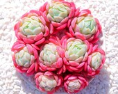 Live Succulents Plant Rare Succulent Echeveria Lemon Berry Korea Live Indoor Plant Exotic Succulent Premium Beautiful Echeveria Succulent