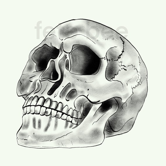 Human Skull Drawing No Jaw
