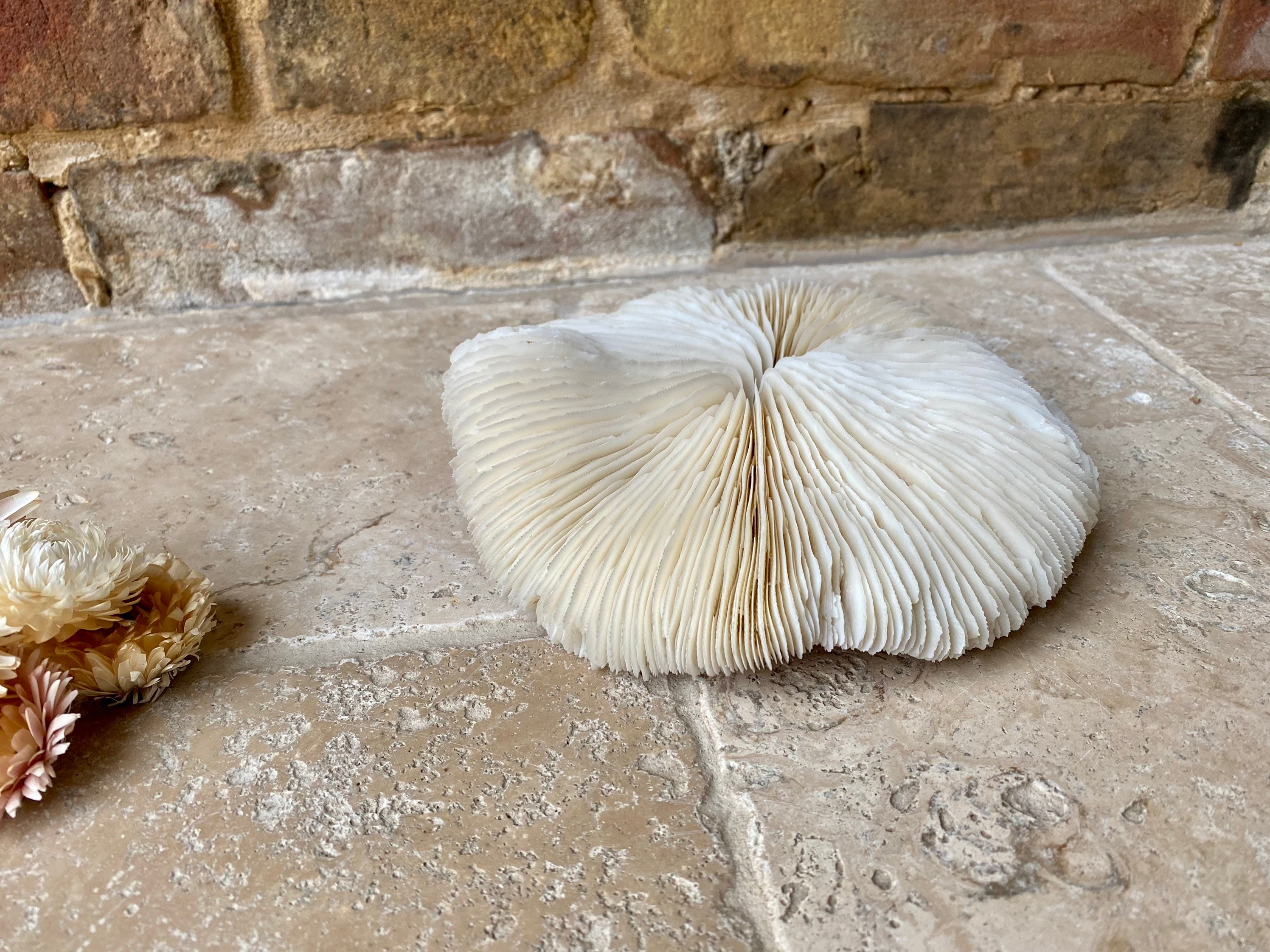 Vintage Small White Mushroom Coral Specimen / Sculpture