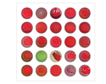 Bacteria Agar Plates III