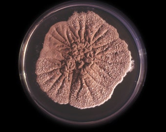 Scopulariopsis II, Agar Plate