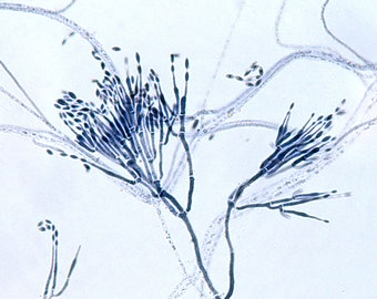 Paecilomyces