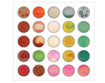 Bacteria Agar Plates II