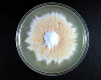 Microsporum gypseum, Agar plate