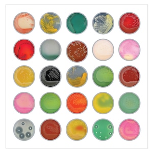 Bacteria Agar Plates I