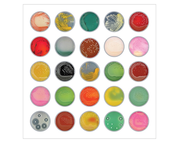 Bacteria Agar Plates I - Etsy