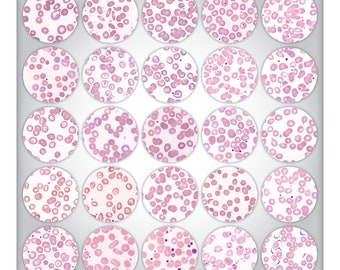 Hematology Comp III