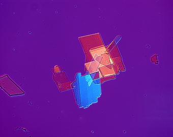 Cholesterol Crystals, Red Compensator