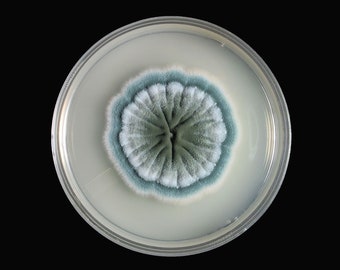 Penicillium, Agar Plate