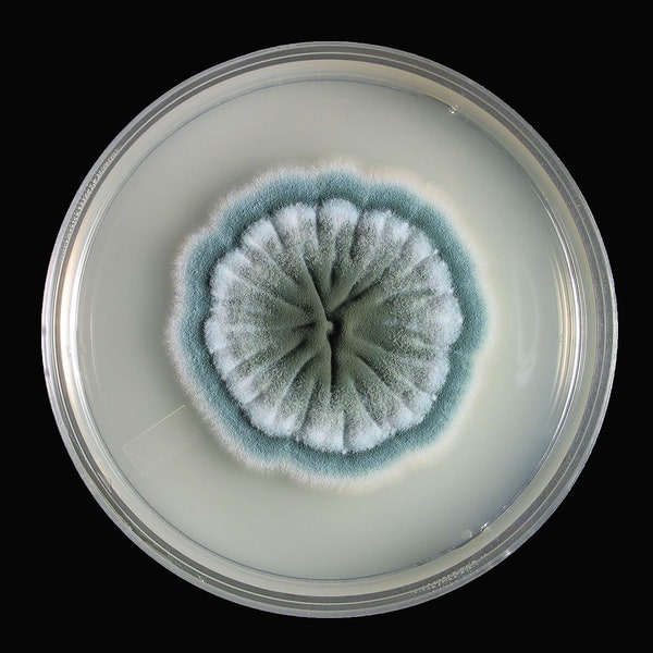 Penicillium, Agar Plate