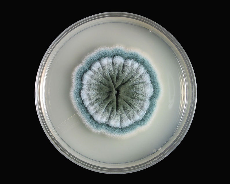 Penicillium, Agar Plate Etsy