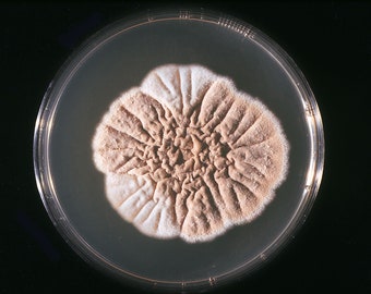 Scopulariopsis, Agar Plate