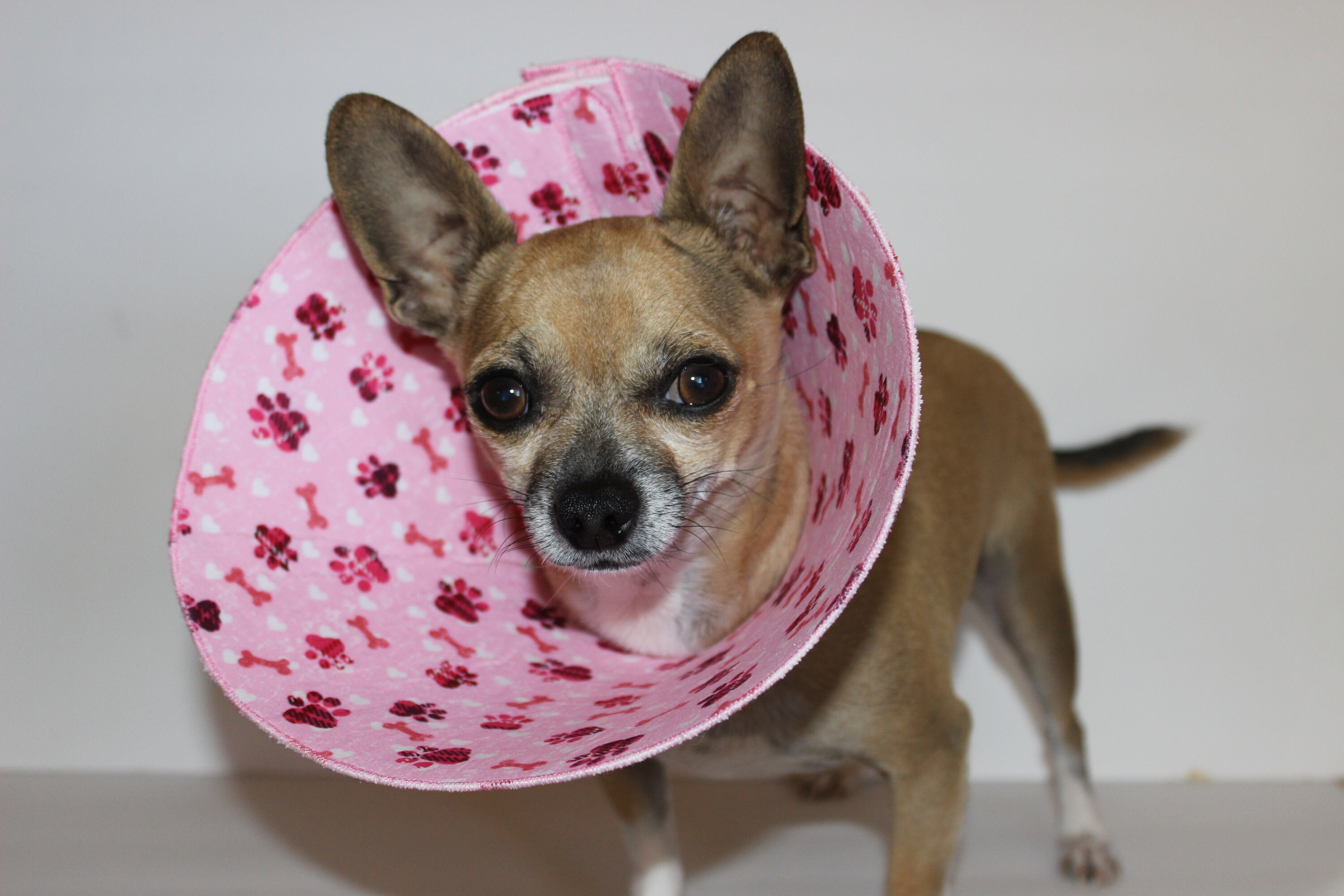 Soft Medical Dog Cone cone of Shame Small Breed Etsy