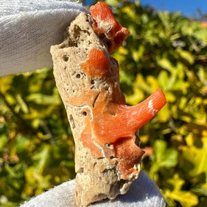 K&ouml;nnte beinhalten: Ein rohes, por&ouml;ses, beigefarbenes fossiles Exemplar mit leuchtend orange-roten, glatten Korallenwucherungen auf der Oberfl&auml;che. Die Struktur ist unregelm&auml;&szlig;ig und texturiert und zeigt einen Kontrast zwischen der blassen, l&ouml;chrigen Basis und den hellen, organischen Korallenformationen.