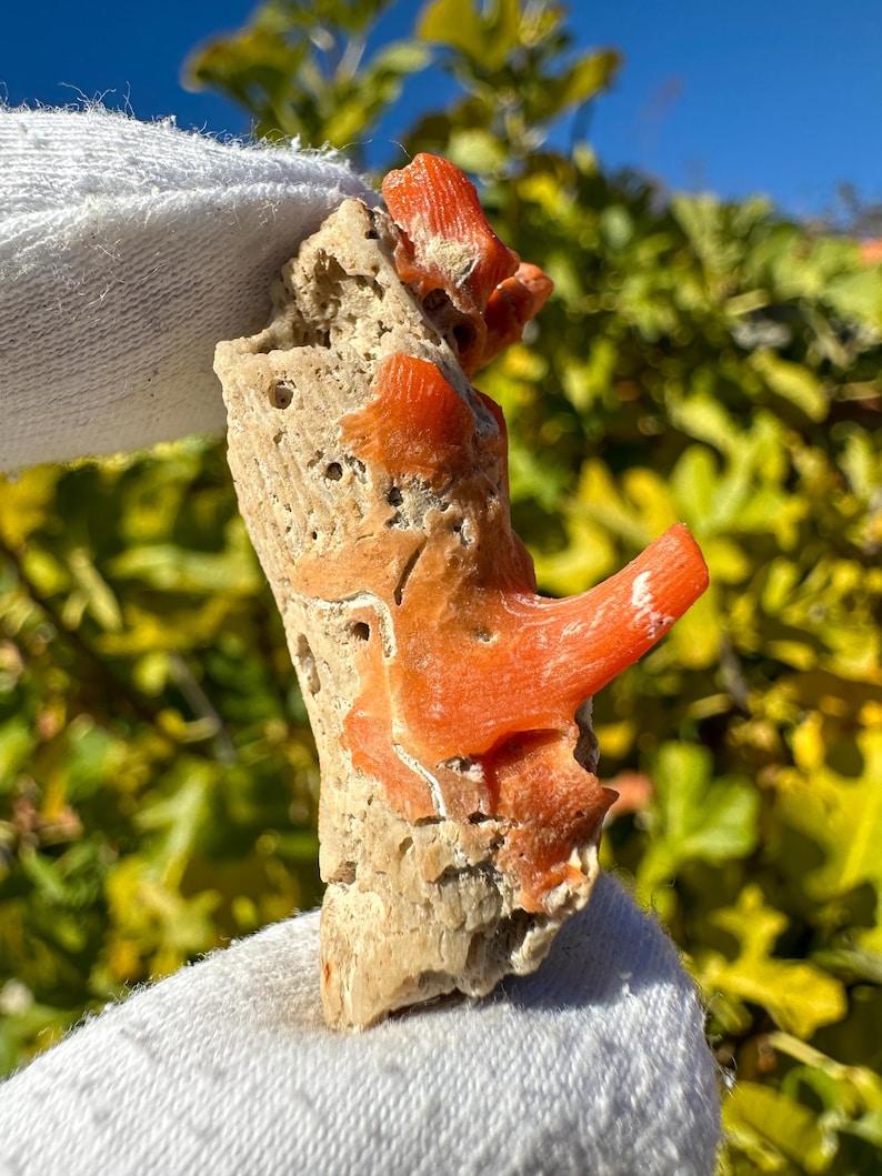K&ouml;nnte beinhalten: Ein rohes, por&ouml;ses, beigefarbenes fossiles Exemplar mit leuchtend orange-roten, glatten Korallenwucherungen auf der Oberfl&auml;che. Die Struktur ist unregelm&auml;&szlig;ig und texturiert und zeigt einen Kontrast zwischen der blassen, l&ouml;chrigen Basis und den hellen, organischen Korallenformationen.