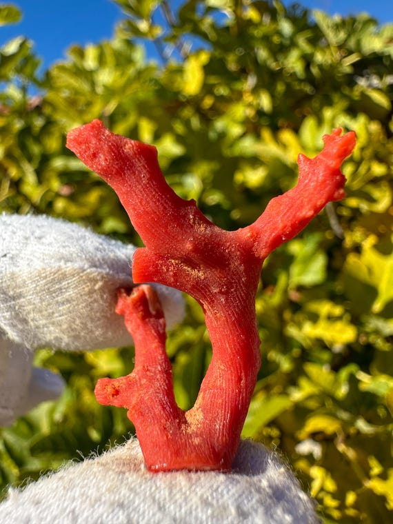 Natural High Quality Red Coral / Raw Branches & Root from Sicily, Italy / Mediterranean Authenthic Gemstone / Original Real Coral Stone
