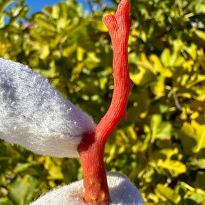 K&ouml;nnte beinhalten: Ein einzelner Zweig aus nat&uuml;rlicher roter Koralle mit einer texturierten, organischen Oberfl&auml;che. Das Korallenst&uuml;ck ist l&auml;nglich und schlank und weist eine lebendige, ges&auml;ttigte rote Farbe auf, gehalten zwischen zwei wei&szlig;en Stoffoberfl&auml;chen.