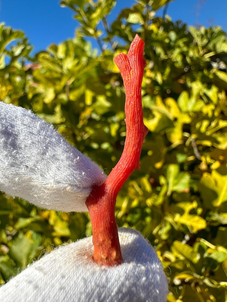 K&ouml;nnte beinhalten: Ein einzelner Zweig aus nat&uuml;rlicher roter Koralle mit einer texturierten, organischen Oberfl&auml;che. Das Korallenst&uuml;ck ist l&auml;nglich und schlank und weist eine lebendige, ges&auml;ttigte rote Farbe auf, gehalten zwischen zwei wei&szlig;en Stoffoberfl&auml;chen.