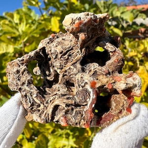K&ouml;nnte beinhalten: Ein raues, por&ouml;ses Gesteinsst&uuml;ck mit einer komplexen, wirbelnden Textur aus dunkelbraunen und beigen Mineraladern. Die Oberfl&auml;che ist mit kleinen, leuchtend orangefarbenen kreisf&ouml;rmigen Einschl&uuml;ssen und tiefen, unregelm&auml;&szlig;igen Hohlr&auml;umen versehen.