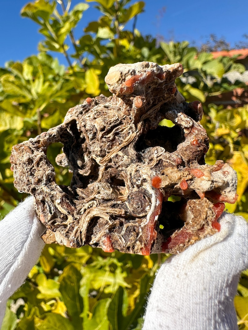 K&ouml;nnte beinhalten: Ein raues, por&ouml;ses Gesteinsst&uuml;ck mit einer komplexen, wirbelnden Textur aus dunkelbraunen und beigen Mineraladern. Die Oberfl&auml;che ist mit kleinen, leuchtend orangefarbenen kreisf&ouml;rmigen Einschl&uuml;ssen und tiefen, unregelm&auml;&szlig;igen Hohlr&auml;umen versehen.