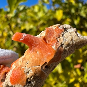 K&ouml;nnte beinhalten: Ein rohes, organisches Exemplar mit einer por&ouml;sen, beigen, knochenartigen Basis und leuchtenden, glatten, korallenartigen Ausw&uuml;chsen in Orange. Die Struktur weist einen markanten, hervorstehenden, hornf&ouml;rmigen orangefarbenen Fortsatz auf.