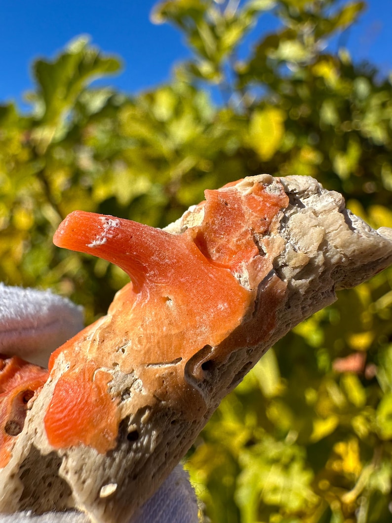 K&ouml;nnte beinhalten: Ein rohes, organisches Exemplar mit einer por&ouml;sen, beigen, knochenartigen Basis und leuchtenden, glatten, korallenartigen Ausw&uuml;chsen in Orange. Die Struktur weist einen markanten, hervorstehenden, hornf&ouml;rmigen orangefarbenen Fortsatz auf.