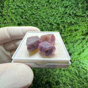 Op de afbeelding: Drie ruwe robijn edelstenen, gepresenteerd in een wit bakje. De robijnen hebben een diepe rood-paarse kleur, waarvan één een mix van bruin en rood vertoont. De achtergrond is een levendige, groene, mosachtige textuur.