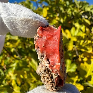 K&ouml;nnte beinhalten: Ein rohes St&uuml;ck rote Koralle mit einer glatten, gestreiften Oberfl&auml;che auf einer Seite und einer por&ouml;sen, strukturierten Basis. Das Exemplar zeigt eine leuchtend orangerote Farbe mit nat&uuml;rlichen Vertiefungen und einer unregelm&auml;&szlig;igen Form.