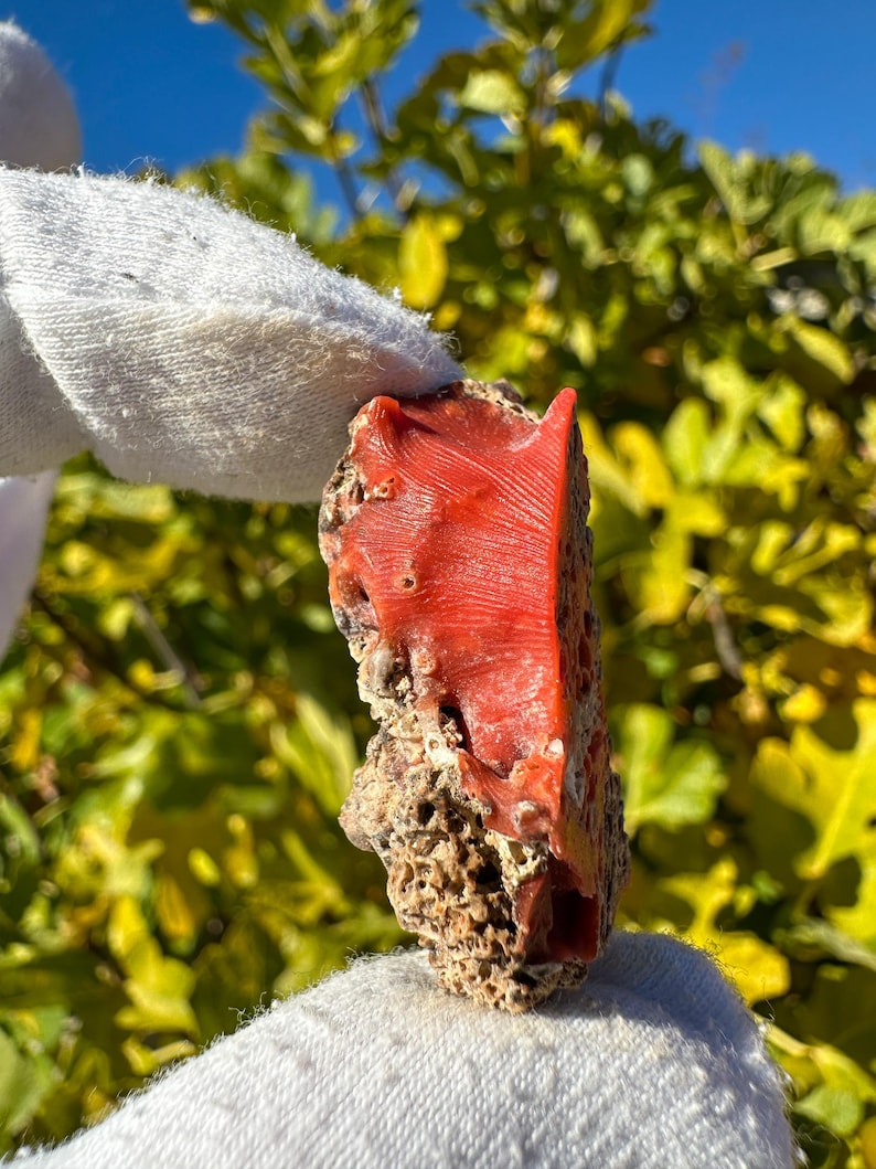 K&ouml;nnte beinhalten: Ein rohes St&uuml;ck rote Koralle mit einer glatten, gestreiften Oberfl&auml;che auf einer Seite und einer por&ouml;sen, strukturierten Basis. Das Exemplar zeigt eine leuchtend orangerote Farbe mit nat&uuml;rlichen Vertiefungen und einer unregelm&auml;&szlig;igen Form.