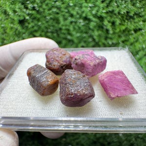Può includere: Una collezione di gemme di rubino grezze in una custodia di plastica trasparente. I rubini variano per dimensioni e forma, mostrando sfumature di rosso, rosa e marrone. Lo sfondo è verde sfocato, che suggerisce fogliame.