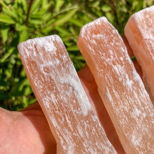 Può includere: Primo piano di tre bacchette di cristallo di selenite grezze. Le bacchette sono di colore pesca traslucido con venature bianche. I cristalli sono tenuti in una mano, con uno sfondo verde sfocato.